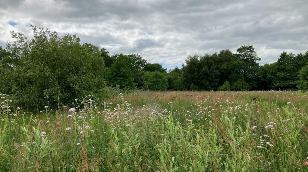 Meadow and trees at 13 Acre