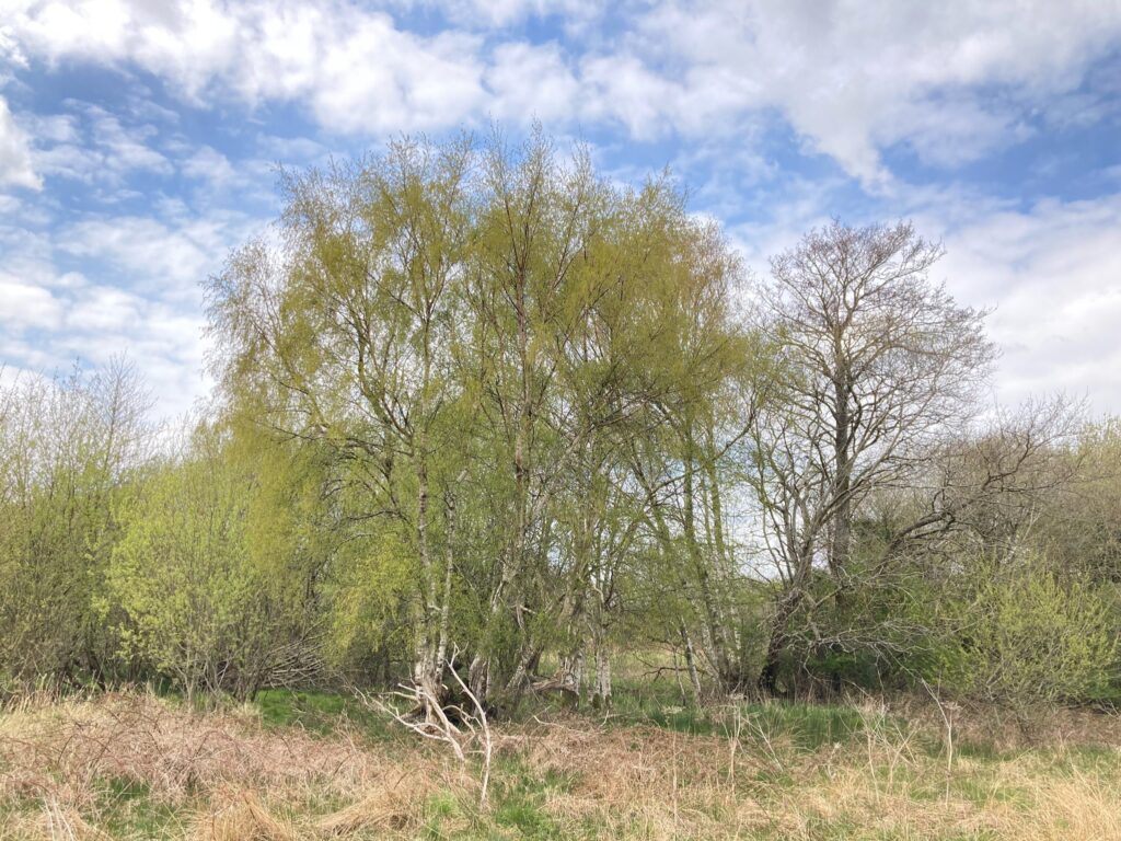 Birch growing in wet area