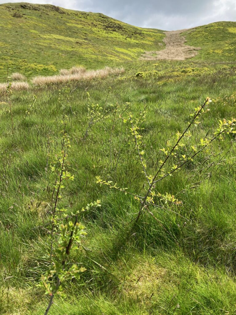 Blackthorn on Low Fell