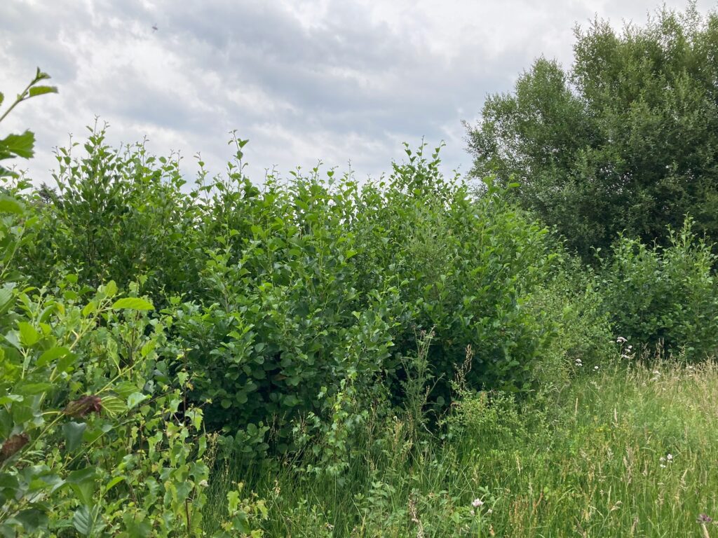 The same cluster in their 3rd season. Amazing growth and success at 13 Acre. (August 2023)