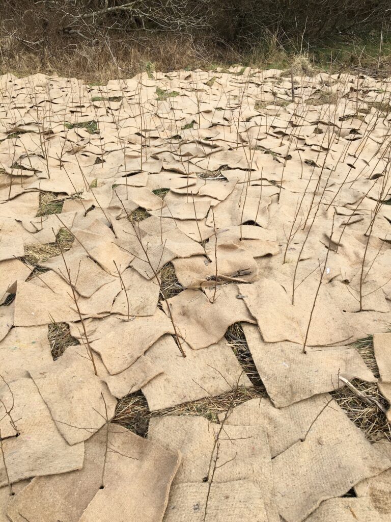 Trees mulched with jute mulch mats to give them a head start. Winter 2021