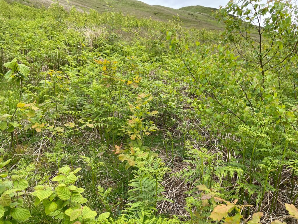 Birch, oak and hazel saplings in bracken and grass.