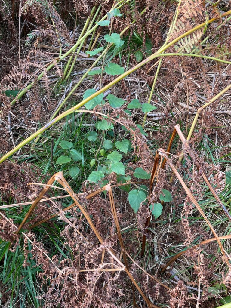 Downy birch sapling growing through bracken.