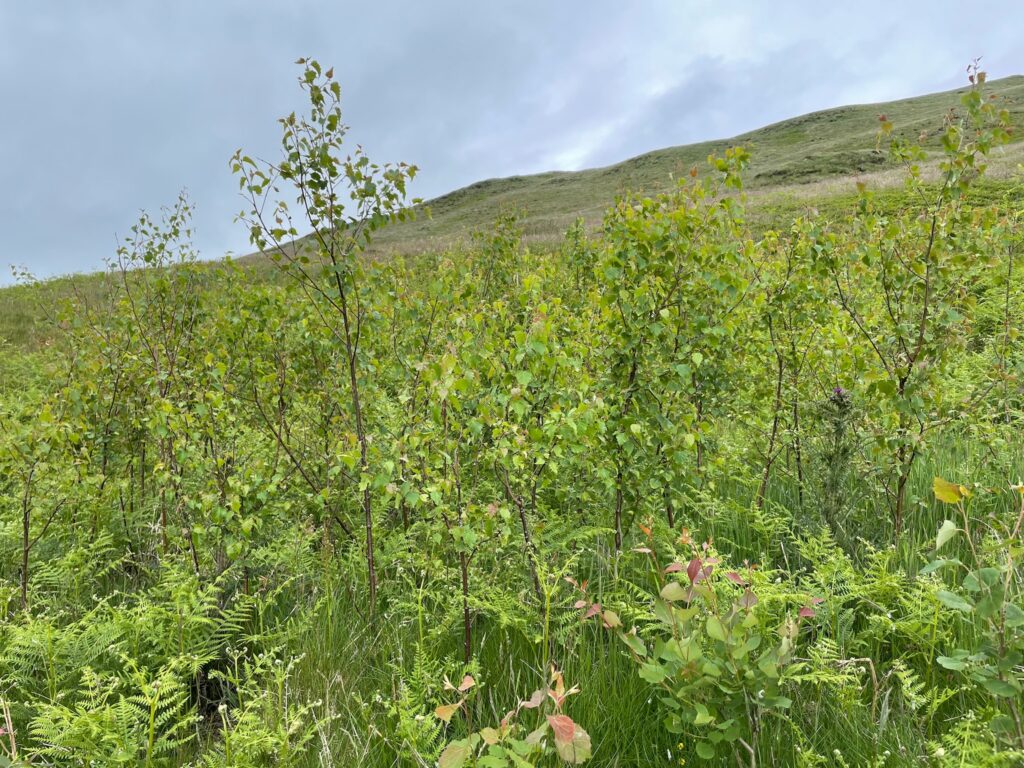 Birch and aspen saplings growing in bracken and grass