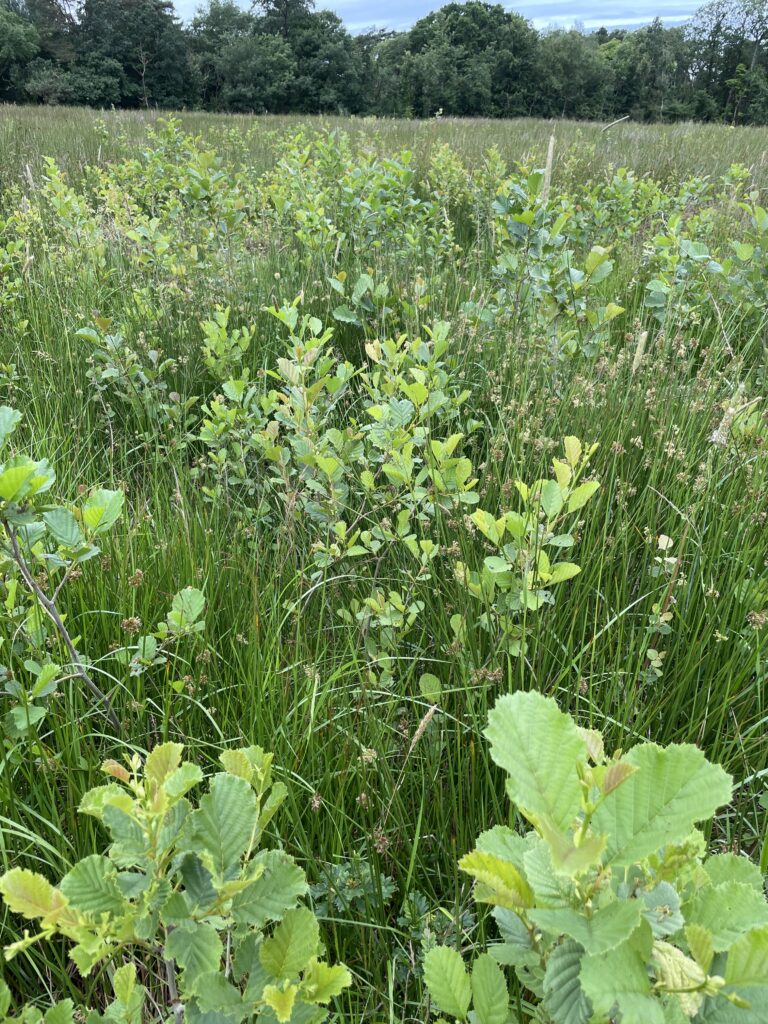 Close up of the alder growing well in the rushes