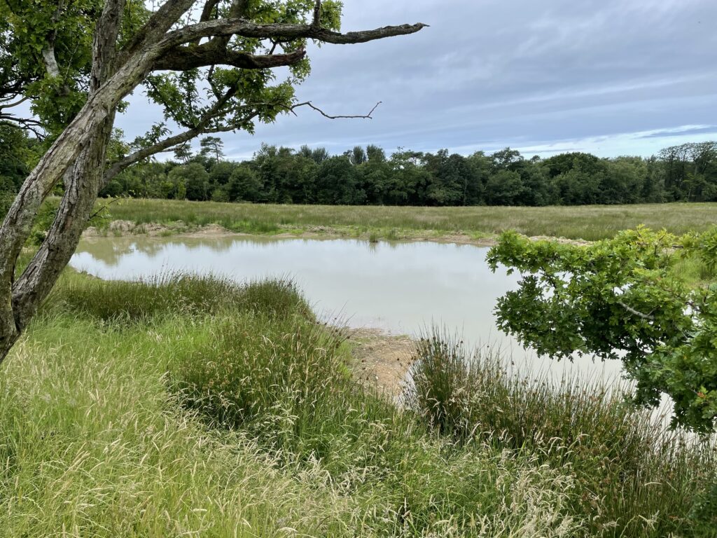 Pond 3 at Lodge Castle, Distington