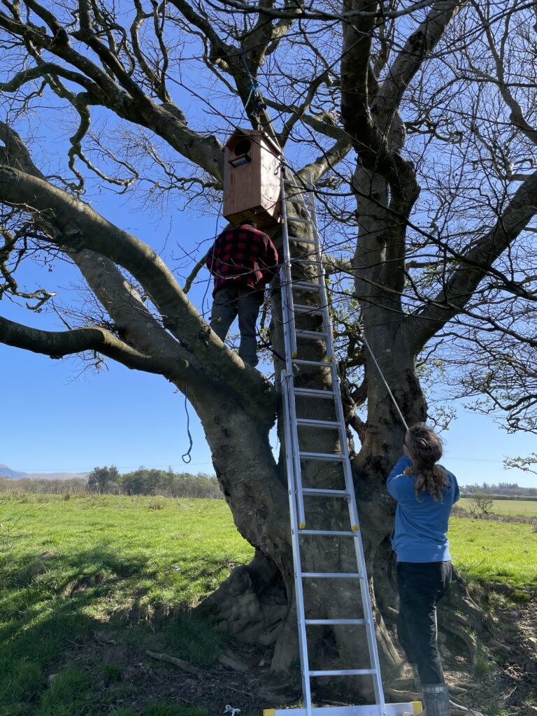One of the two new owl boxes being installed. 