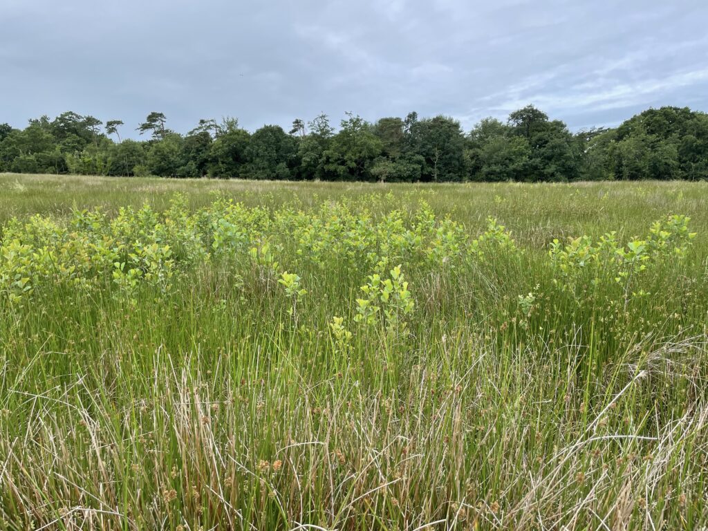 Young trees coming through the Juncus (rushes).